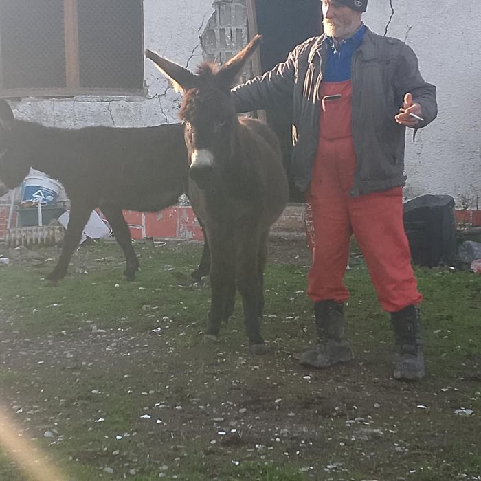 Vand 2 mărgărite și un magar