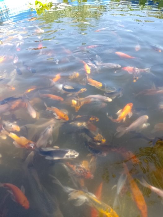 Crap koi , carași shubunkin,comete,trimit in toată țara !