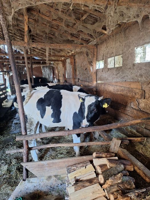 Vitele disponibile sau schimb cu oi