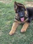 Femela ciobănesc german cu pedigree