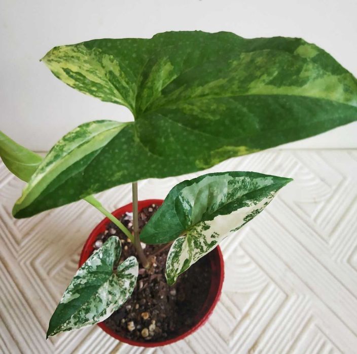 Молодой сингониум Альба ( вар )