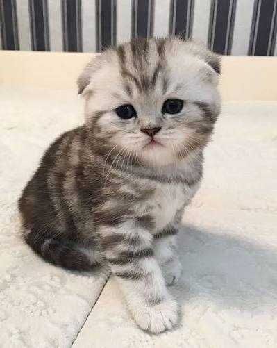 Скотиш фолд skottish fold Narxi bulishi beztrorga