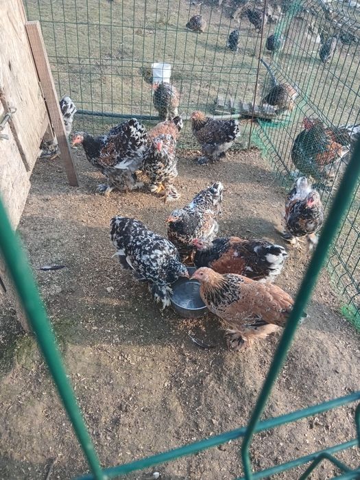 Brahma porțelan și bobat