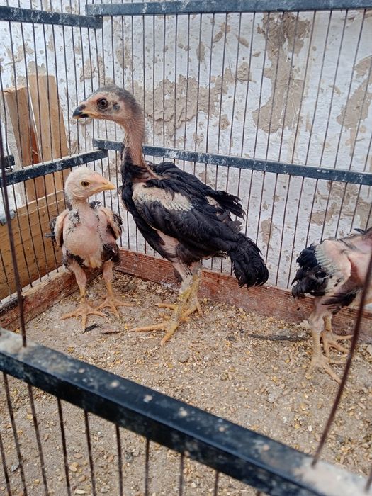 Dakan jõjalari sotiladi 2 oylik
