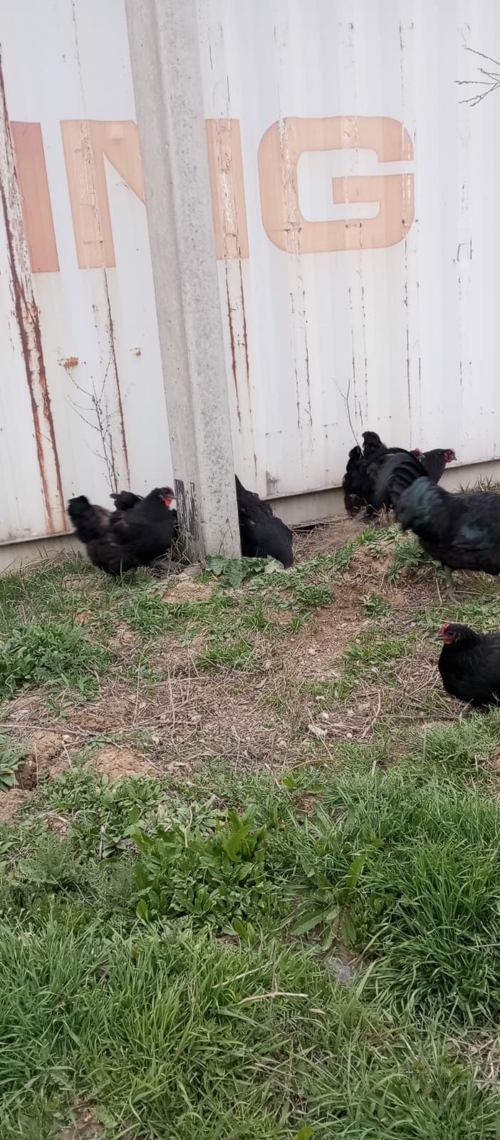 Инкубационные яйцо  домашних черных кур