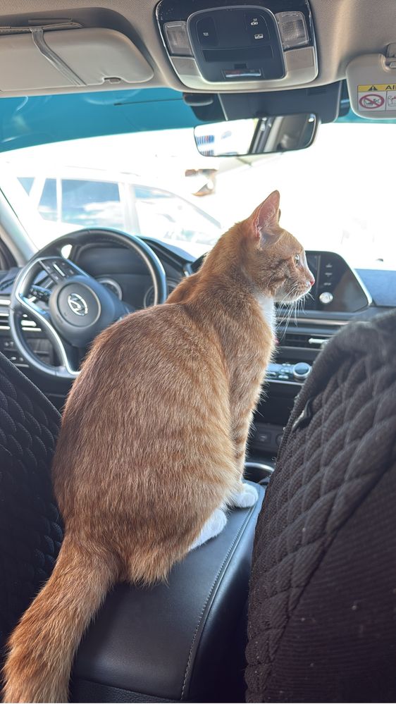 Ищем кота на вязку