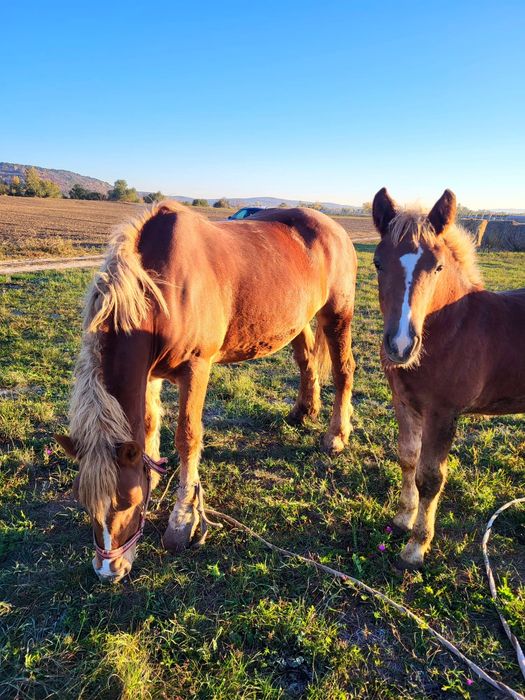 Vand iapa gestanta si o manza