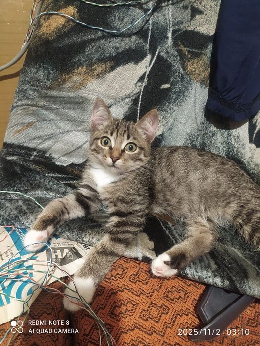 отдам котят в добрые руки