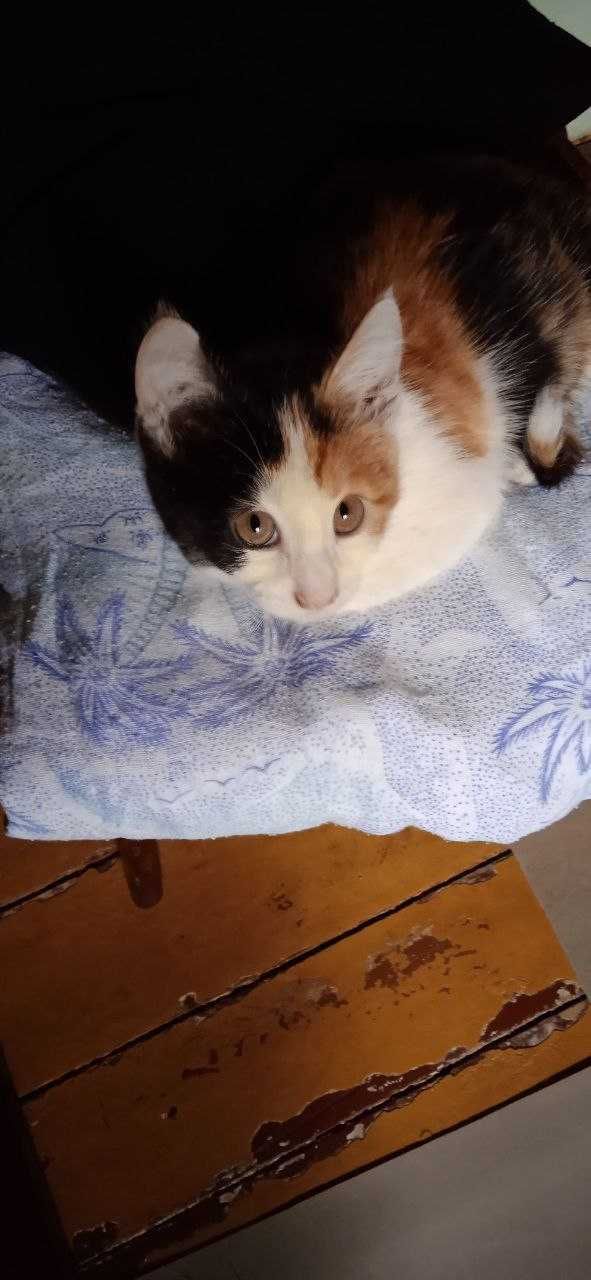 Отдам красивого котенка