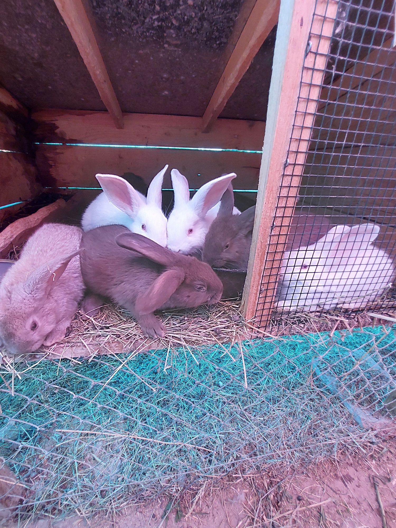 De vanzare iepuri tinere / Eladó süldő nyuszik