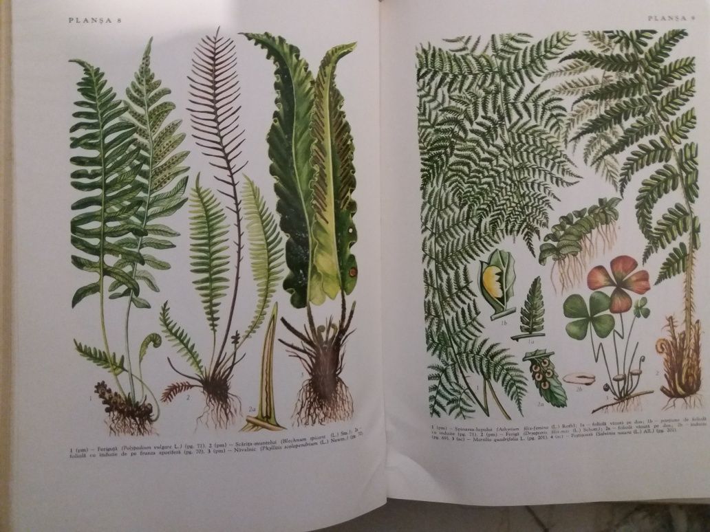 Mic atlas de plante din flora RSR , 1968