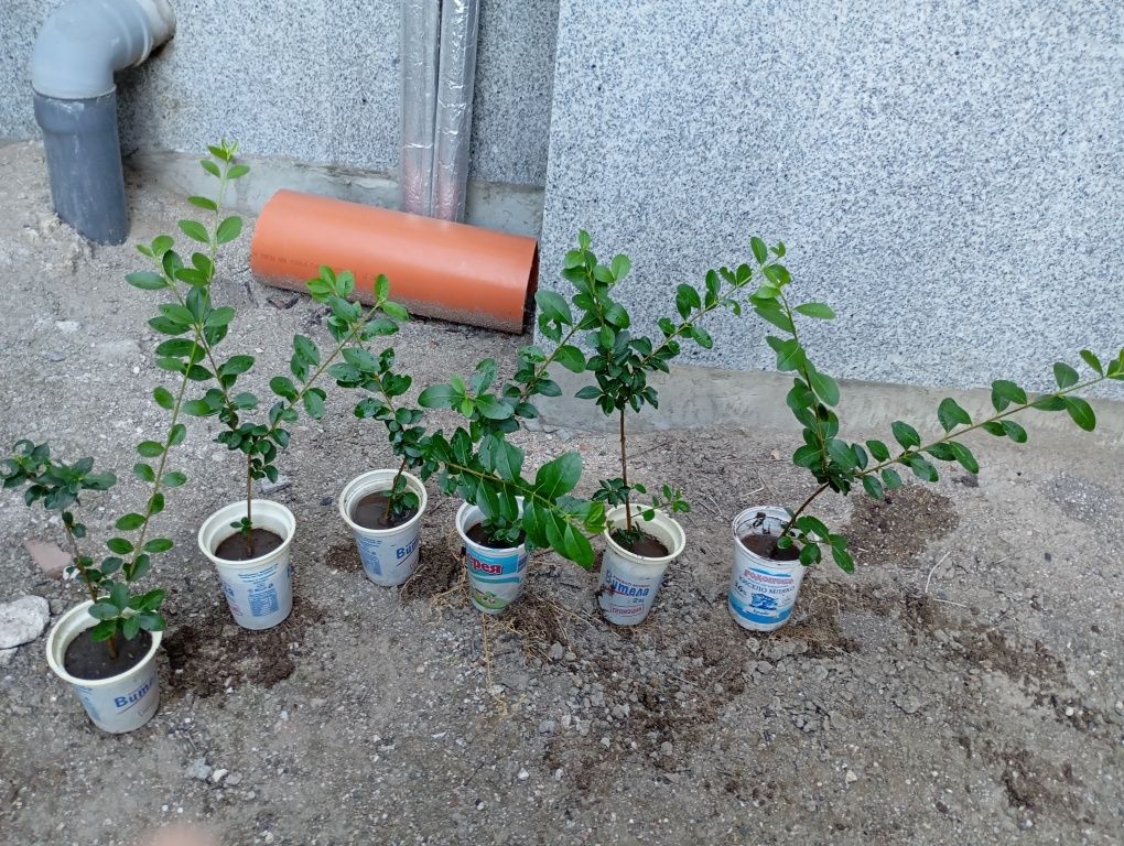 Лигуструм в кофичка