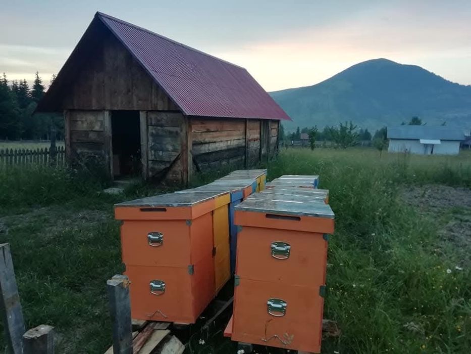 Vând miere ecologică de mană și polifloră, de munte din Vatra Dornei