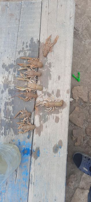 Продаю раков, 7 штук