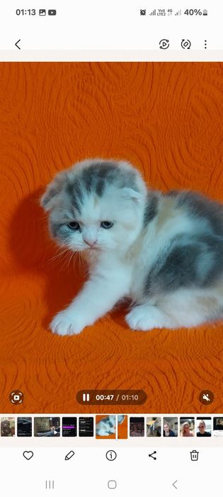 Продаётся  замечательная  девочка  ей месяца  только  бронь