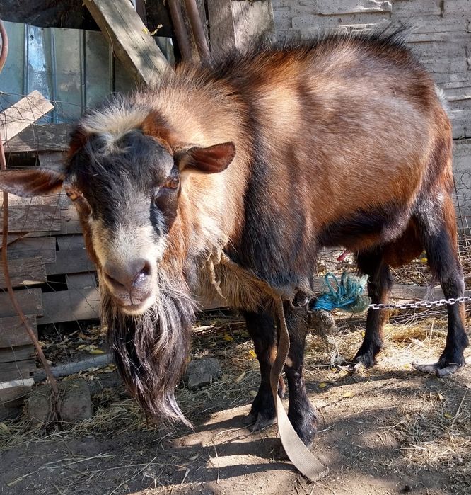 Vand Țap Alpin mare