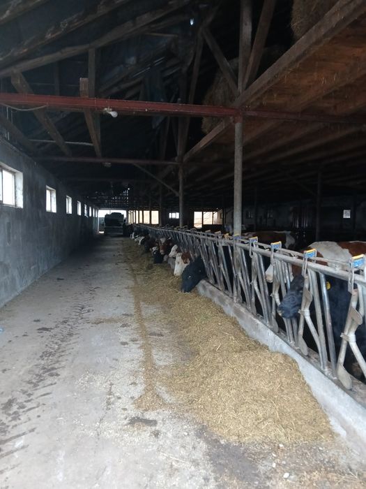 Vând ferma vaci lapte