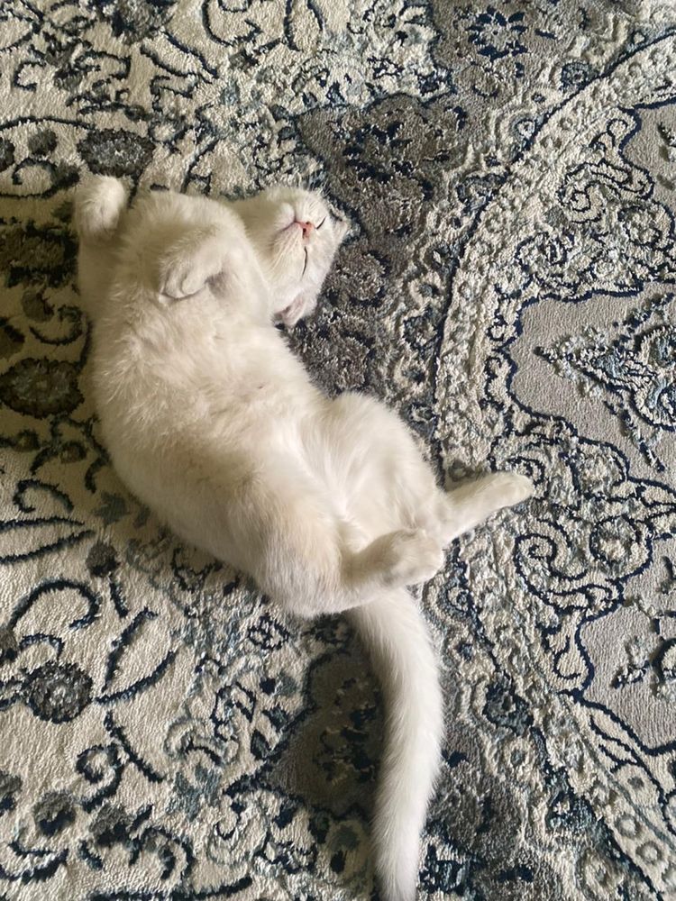 Вислоухий шотландский кот