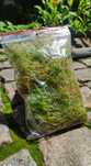 Muschi Sphagnum viu 12 CM X 17 CM(punga 0.5L)