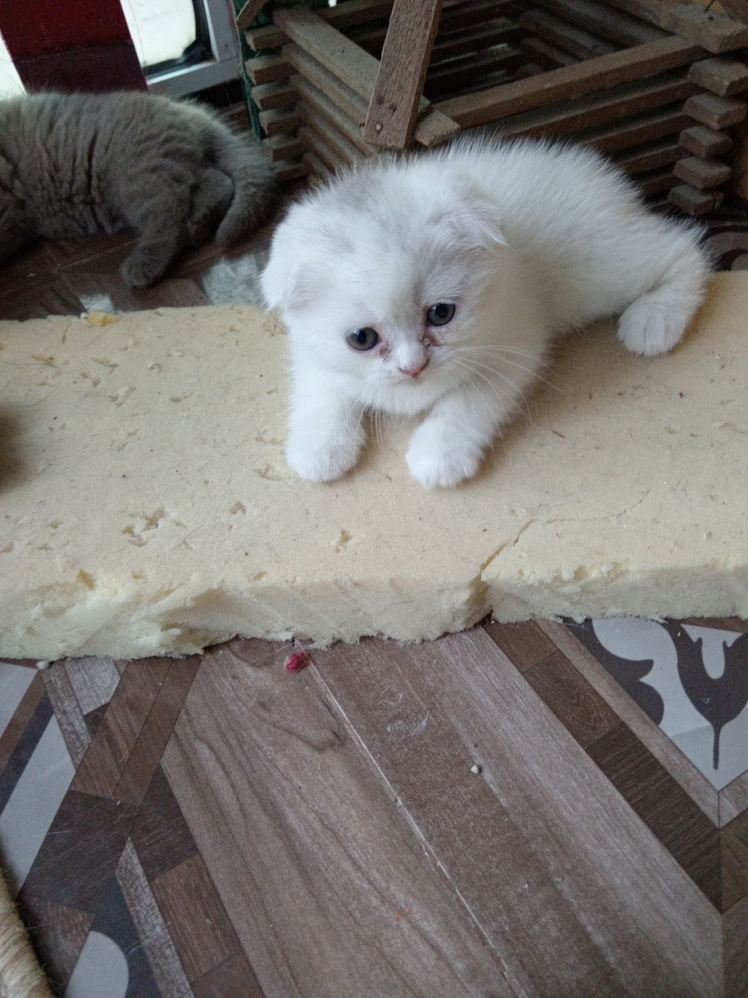 Котята Скоттиш  фолд правильной  вязки