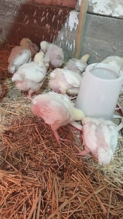 бройллер кооб-500