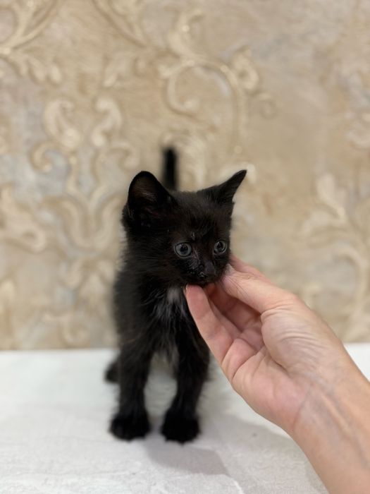 Отдам котёнка в добрые руки бесплатно — ласковый малыш ждёт дом