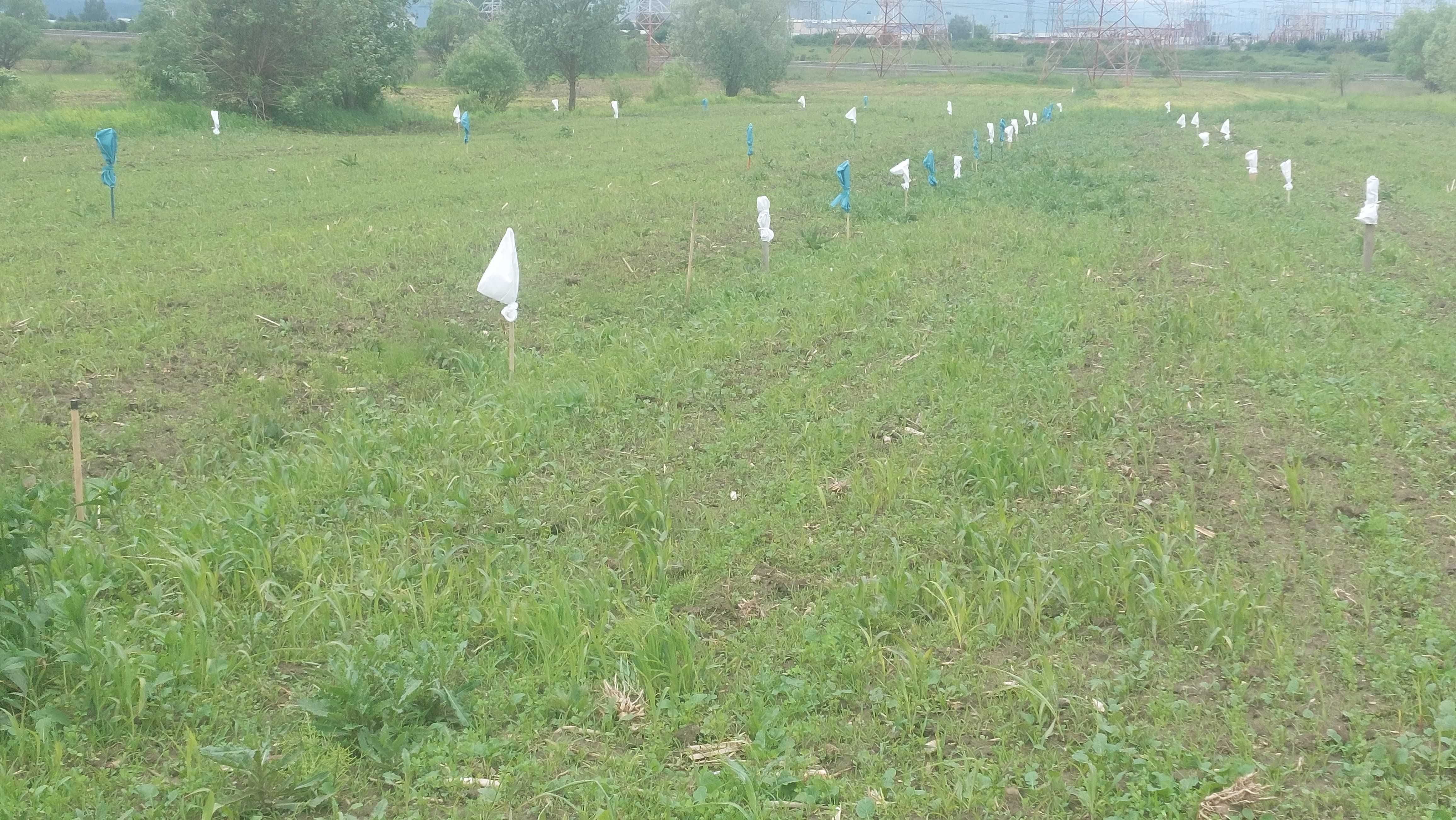Teren pt cabane zona DEALUL DAII - SIBIU
