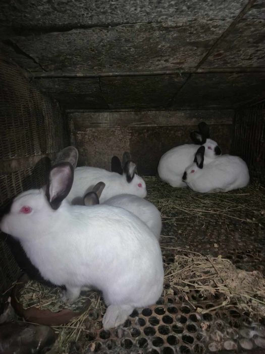 Чистокръвни калифорнийски зайци!