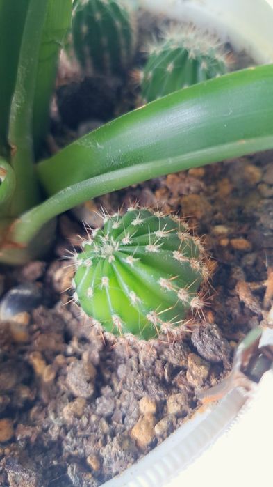 Кактусы взрослые малыши