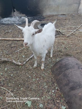 Продам зааненских молочных коз взрослых