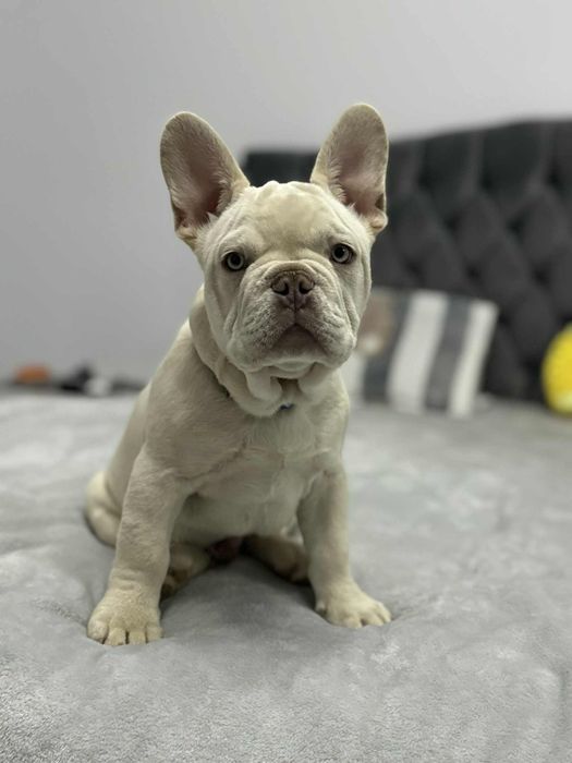 Bulldog francez mascul