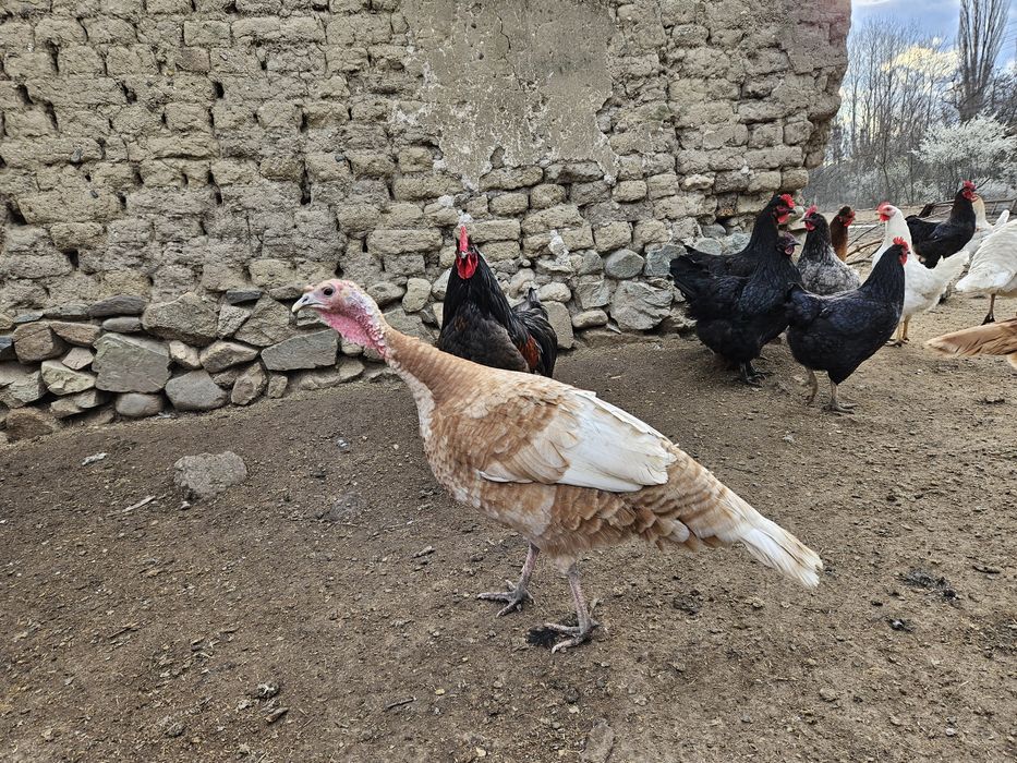 Пуйки и Пуяци за прадниците.