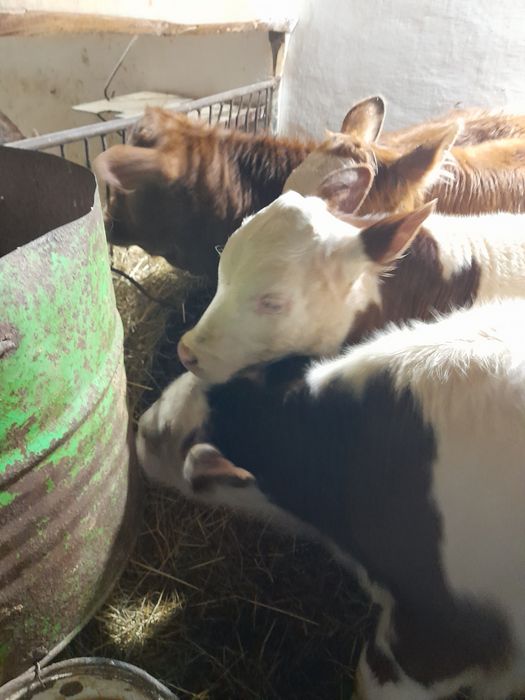 Taurasi si vitele baltate intarcate