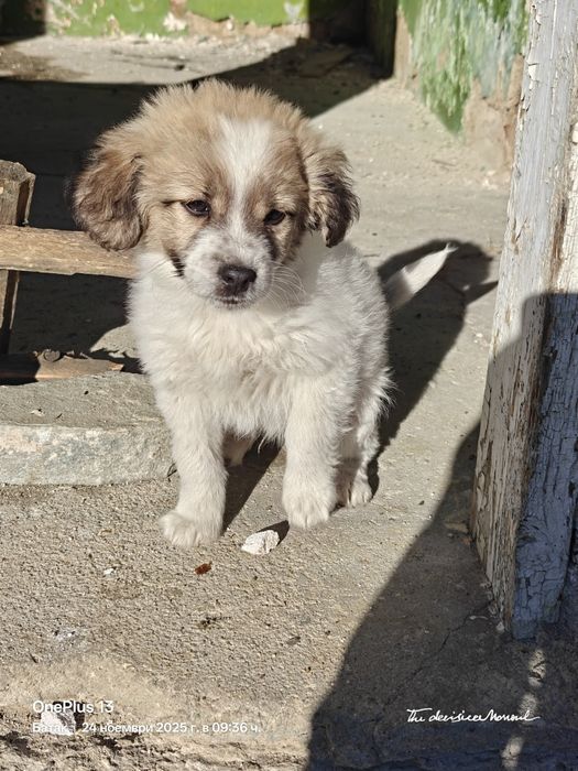 Кученце - Подарява се