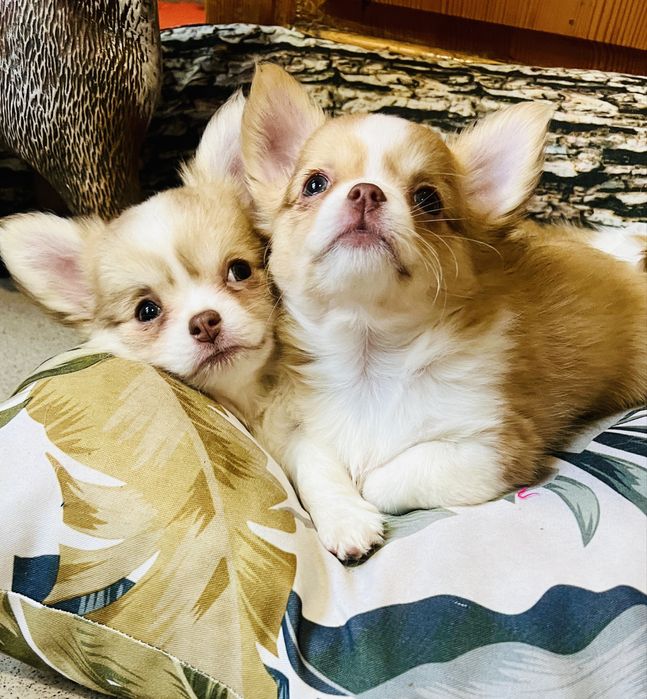 Чихуахуа момиче