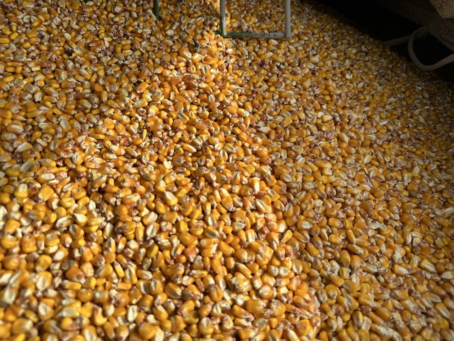 Vand porumb si grau recolta 2025