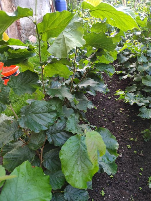 Puiet aluni de pădure