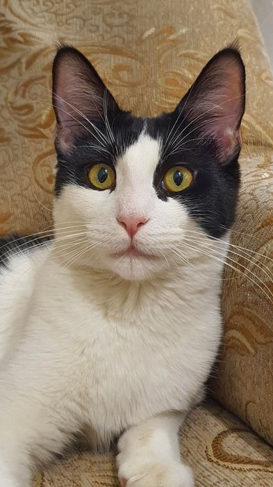 Бесплатная домашняя кошка