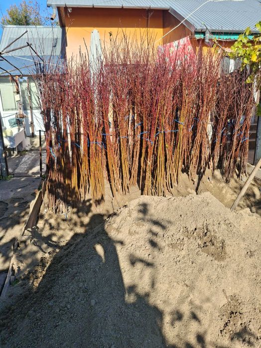 Pomi fructiferi altoiti