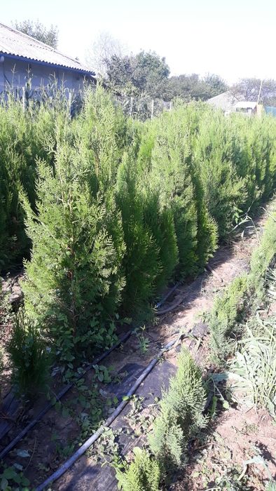 Tuia biota verde-conic