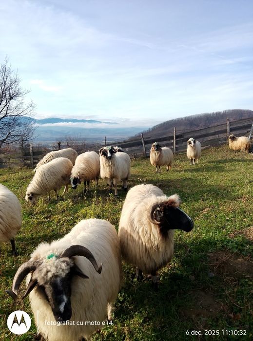 Vindem 11 bucăți ovine