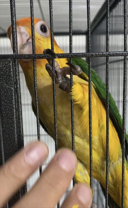 Pui papagali Caique