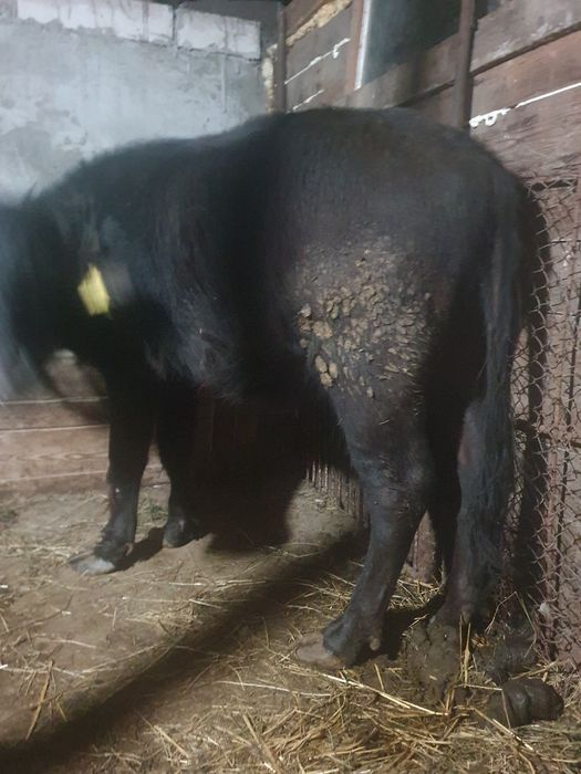 Vand juninca de bivol