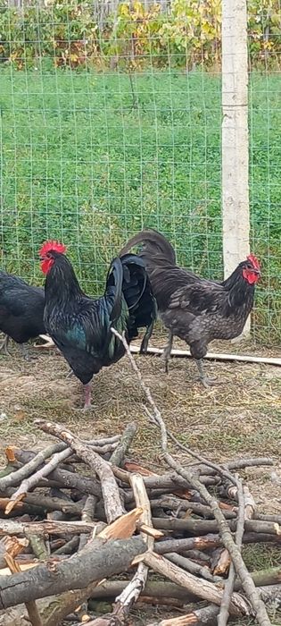 Cocoșii Australorp an 2025 negru-albastru