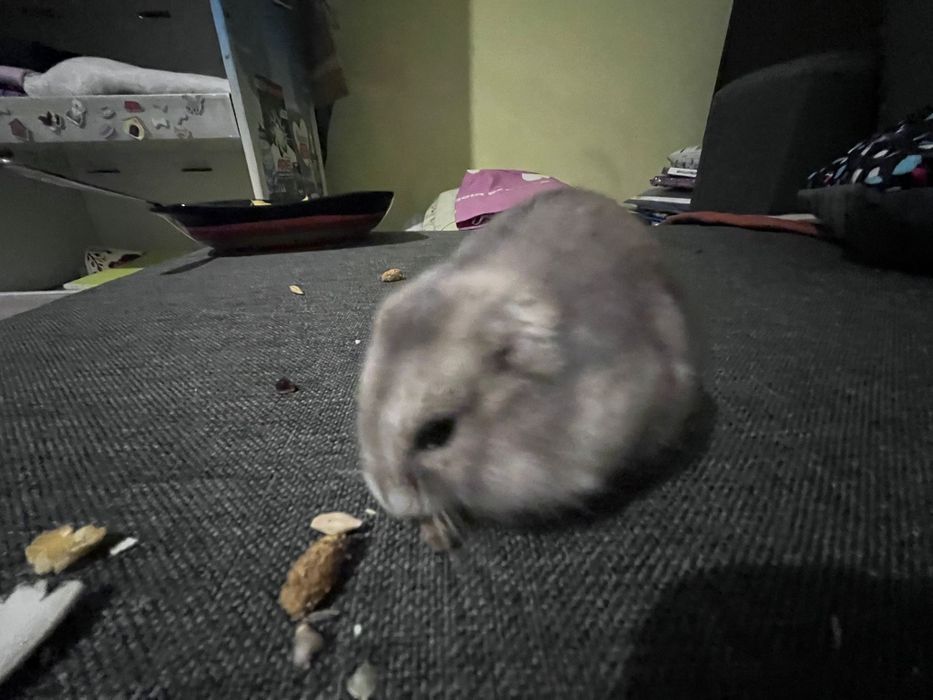 Hamsteri la 12 lei bucata