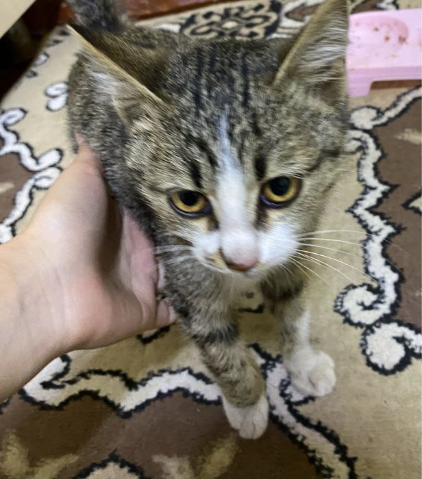 отдаю котенка, маленький, ласковый и красивый