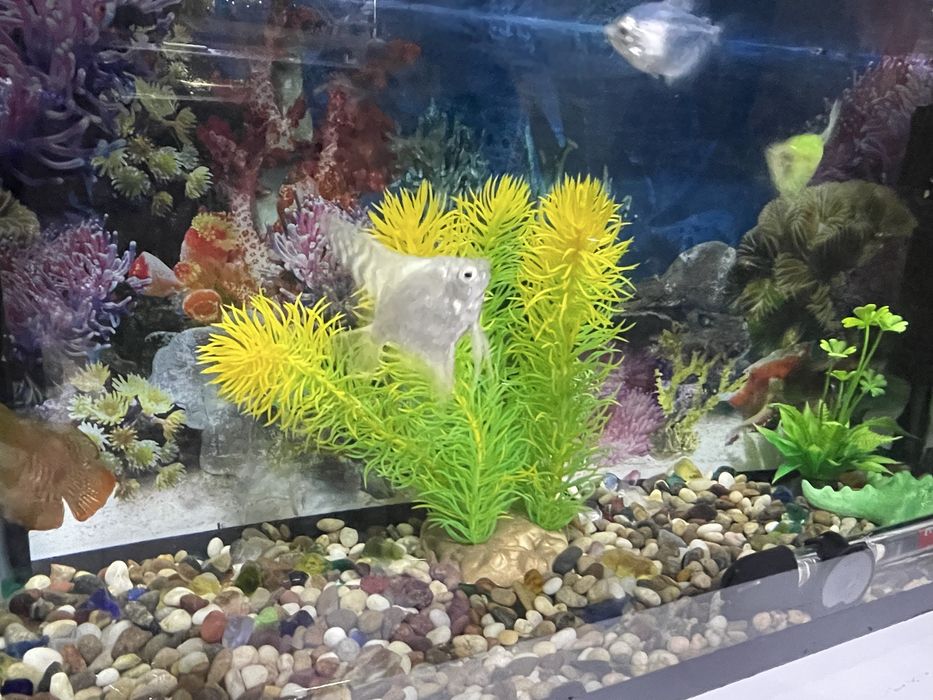 Аквариумные экзотические рыбки (с 4 рыбками)