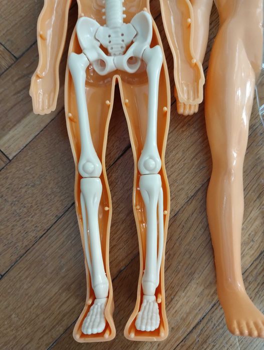 Образователна анатомична фигура - Човешко тяло 3D, 29.5см