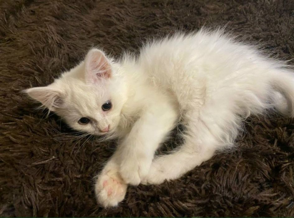 skotish strayt va turetskiy angora mushukchamiz sotiladi