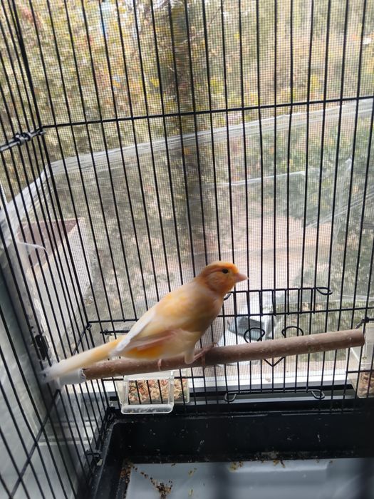 Nar 8-9 oyli toza qush